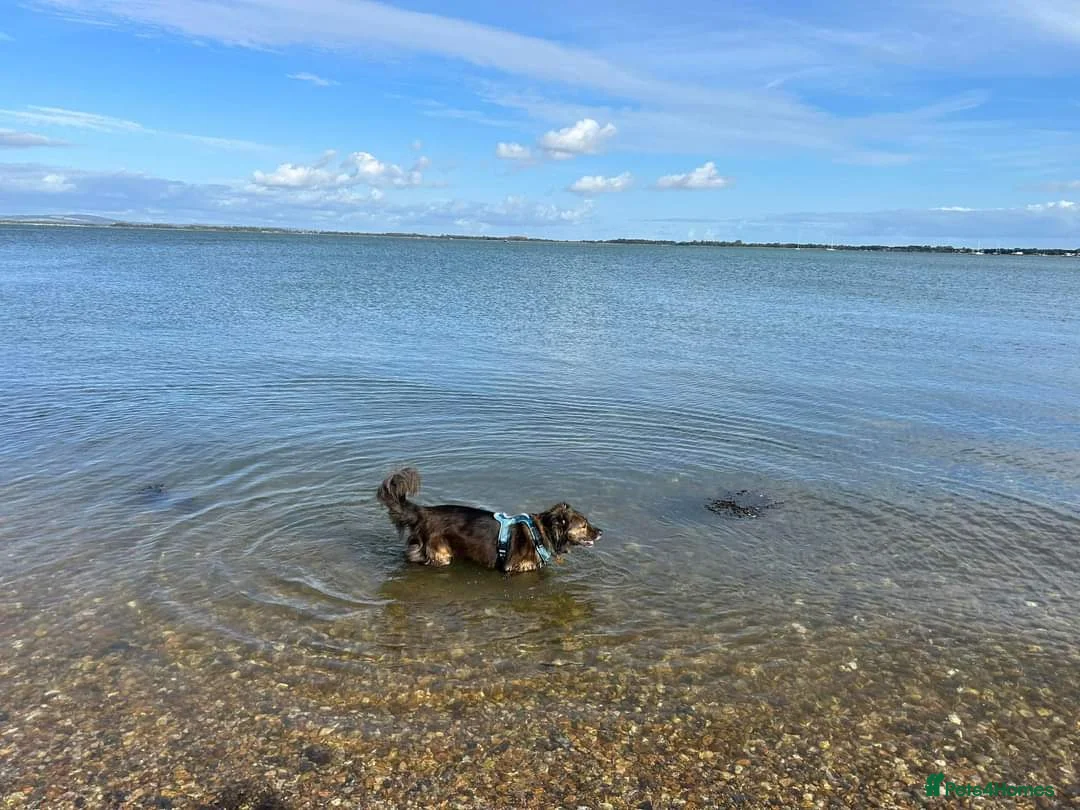 Mixed Breed dogs for adoption: Meet Lenny, currently residing in Southsea in Southsea - Advert 4