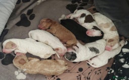 Cockapoo dogs for sale: Wonderful colours & markings cockapoo pups  - Image 1