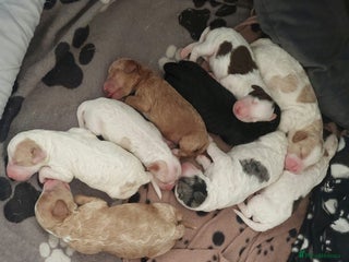 Cockapoo dogs - Advert 1