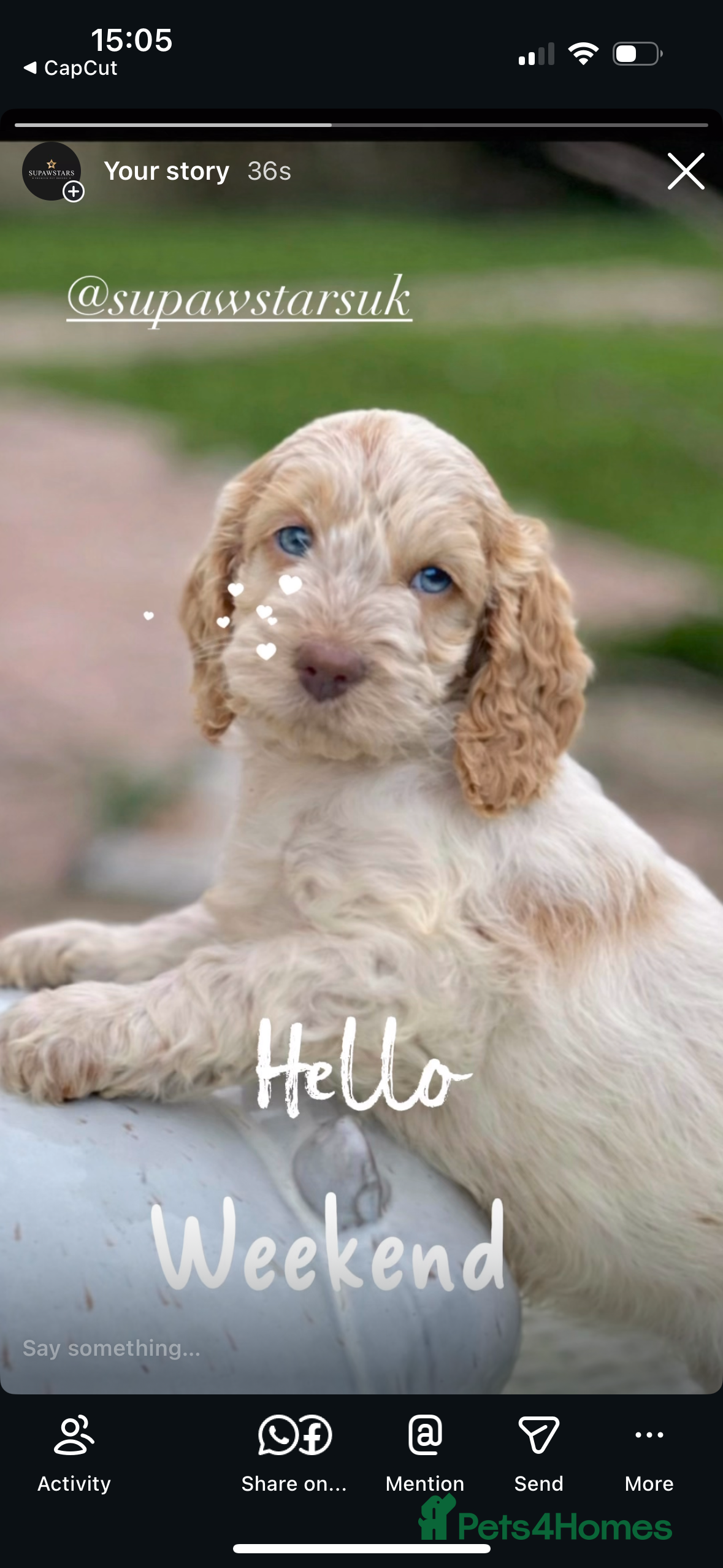 Cockapoo dogs Fabulous F1 cockapoos - Advert 2