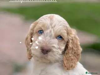 Cockapoo dogs Fabulous F1 cockapoos - Advert 2