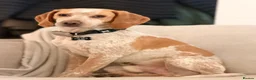 Beagle dogs for sale: Beautiful Beagle Puppes - Loving Homes Wanted in Christchurch - Advert 9