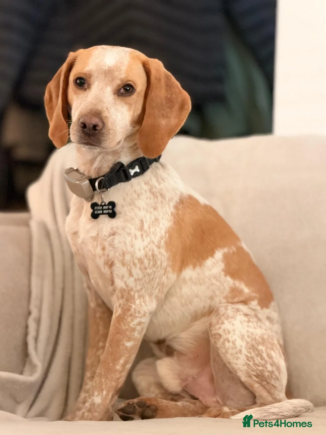 Beagle dogs for sale: Beautiful Beagle Puppes - Loving Homes Wanted in Christchurch - Advert 9