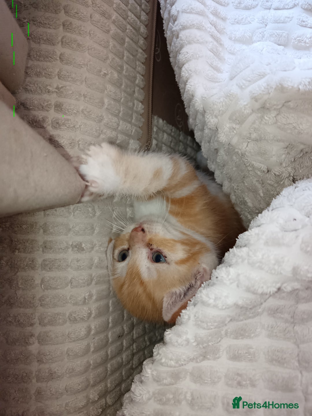 Domestic Shorthair cats for sale: 3 beautiful kittens - Image 25