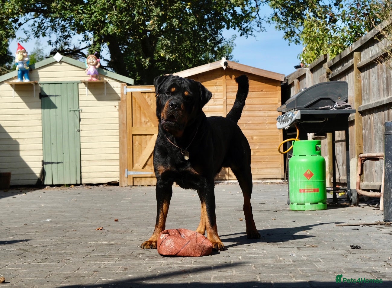 Rottweiler dogs The legendary KIMBO BOSS MAN. Serbian import KC! in Leicester - Advert 11