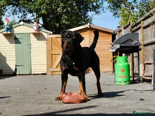Rottweiler dogs in Leicester - Advert 1