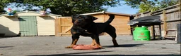 Rottweiler dogs for stud: The legendary KIMBO BOSS MAN. Serbian import KC! in Leicester - Advert 1
