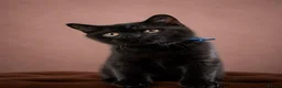 British Shorthair cats for sale: 2 confident vocal playful boys left one very big  - Advert 11