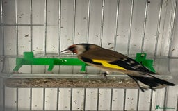 Finches birds for sale: Finches  - Image 21