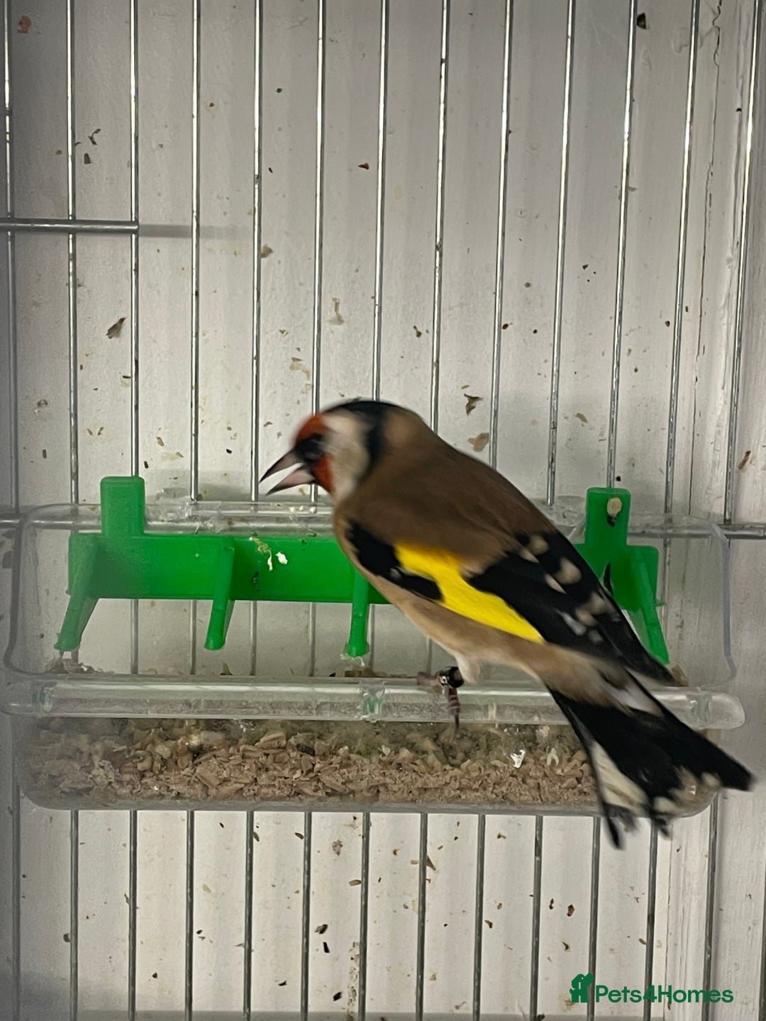 Finches birds for sale: Finches  - Image 21