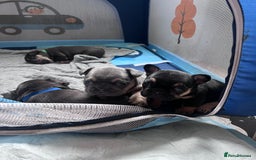 French Bulldog dogs for sale: 🐾 4 Beautiful French Bulldog Puppies 🐾 - Image 12
