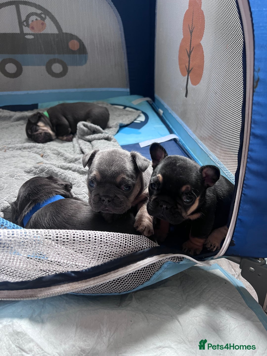 French Bulldog dogs for sale: 🐾 4 Beautiful French Bulldog Puppies 🐾 - Image 12