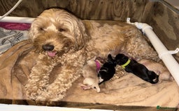 Cockapoo dogs for stud: Silver Phantom Parti Cockapoo for Stud - Advert 6