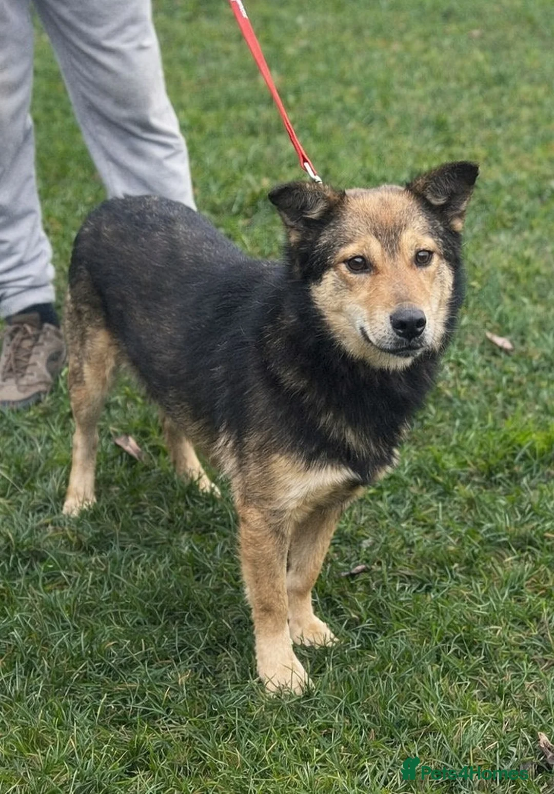 Mixed Breed dogs for adoption: 🐾 Meet Boaz. You’re going to love him 🤍🐾 - Advert 9