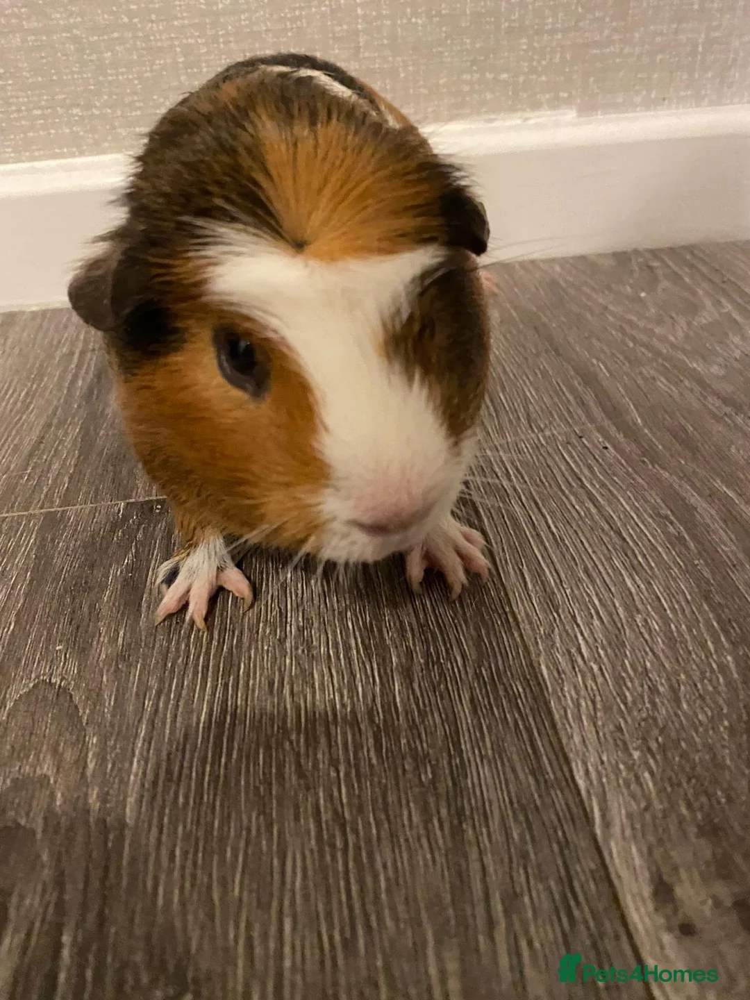 Guinea Pig rodents for sale: Male guinea pig - Advert 1