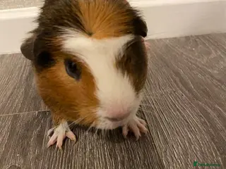 Guinea Pig rodents Male guinea pig - Advert 1