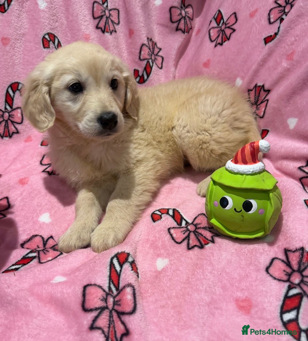 Golden Retriever dogs for sale: Stunning golden retriever pups  - Advert 9