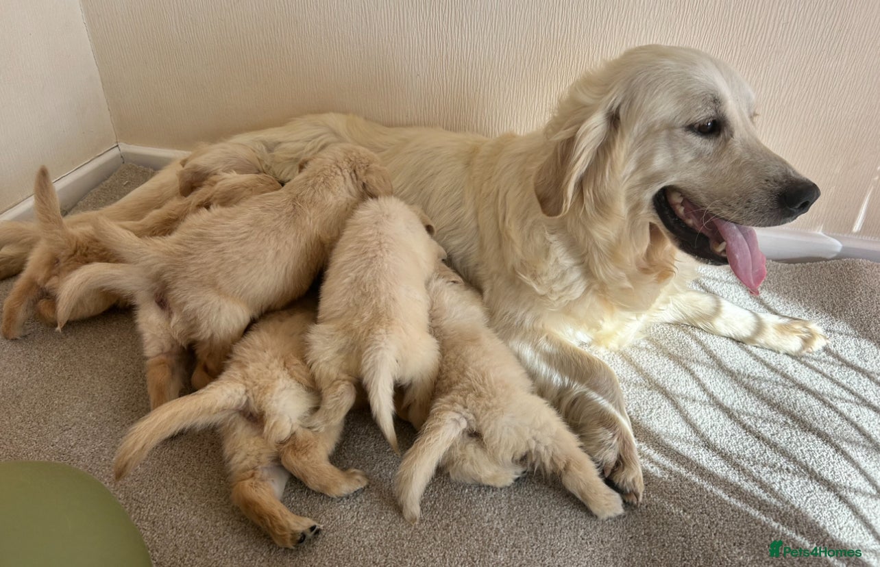 Golden Retriever dogs Golden retriever puppies - Advert 1
