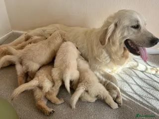 Golden Retriever dogs Golden retriever puppies - Advert 1