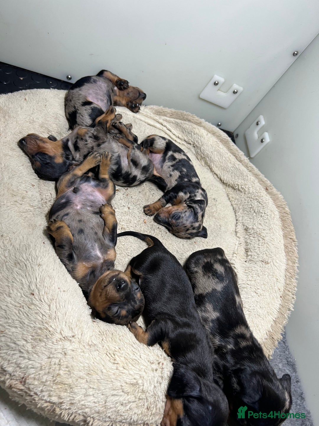 Miniature Dachshund dogs for sale: Miniature Dachshund KC ready now  - Image 23