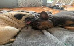 French Bulldog dogs for sale: Bruno  - Advert 6