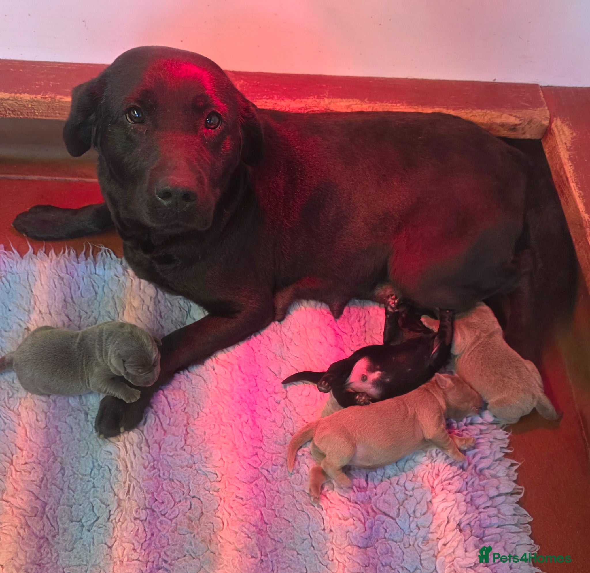 Labrador Retriever dogs Beautiful Labrador puppies  - Advert 1