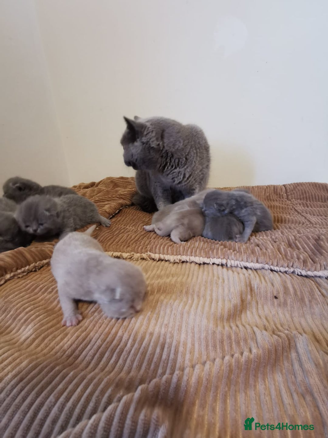 British Shorthair cats for sale: GCCF REGISTERED BRITISH SHORTHAIRED KITTENS - Advert 12