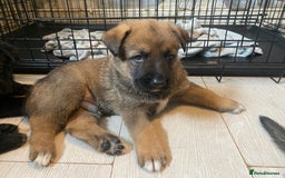 Mixed Breed dogs for sale: belgian malinois / czech shepherd puppies  - Image 2