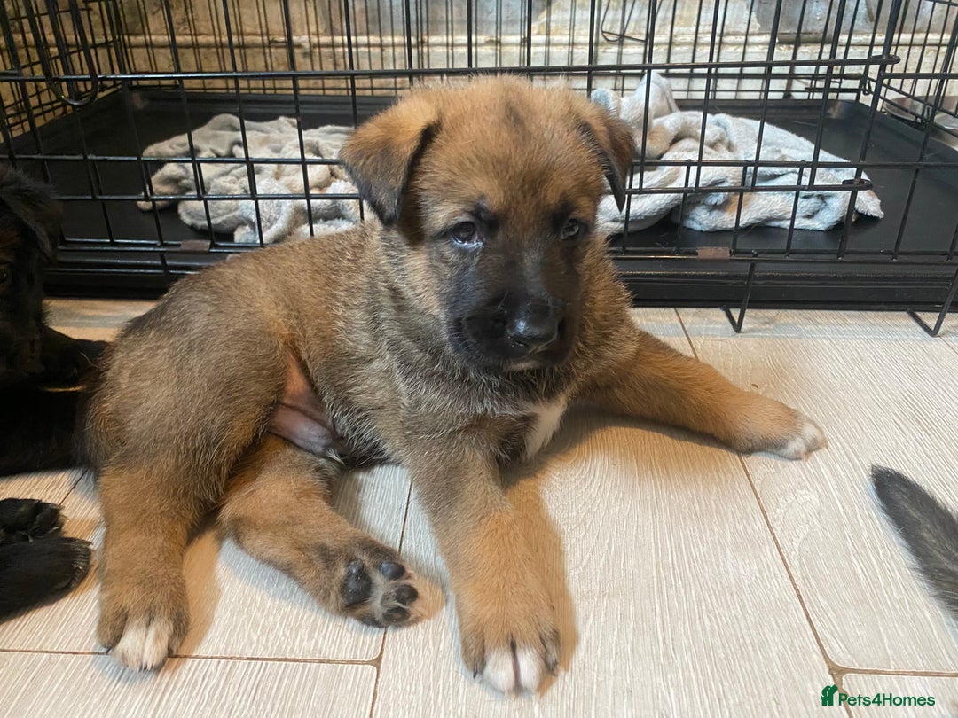 Mixed Breed dogs for sale: belgian malinois / czech shepherd puppies  - Image 2