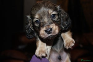 Miniature Dachshund dogs KC registered miniature dachshunds - Advert 4