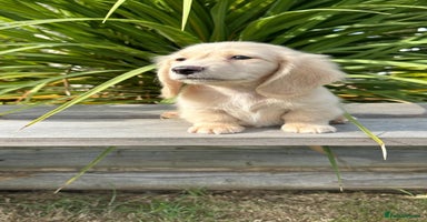 Miniature Dachshund dogs - Advert 12