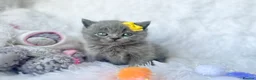 British Shorthair cats for sale: ⭐️ British Shorthair & Longhaired Kittens⭐️  - Advert 26