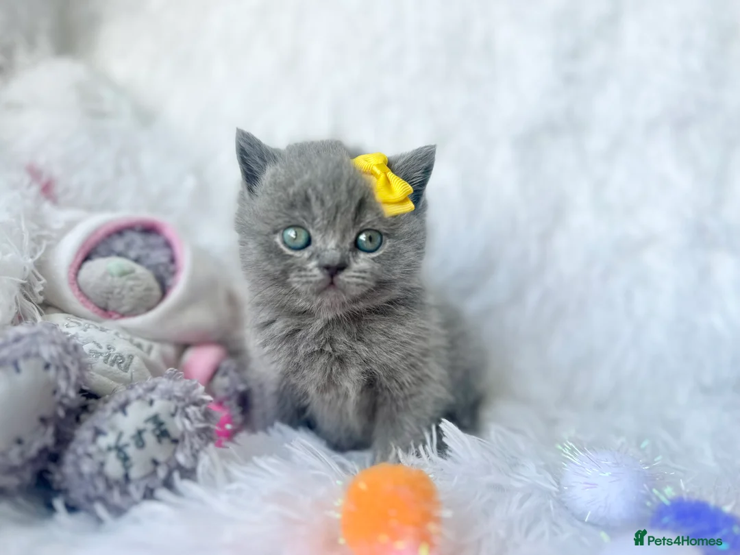 British Shorthair cats for sale: ⭐️ British Shorthair & Longhaired Kittens⭐️  - Advert 26