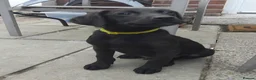 Labrador Retriever dogs for sale: 5 Beautiful labrador puppies (Male) - Advert 11