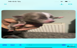 Chihuahua dogs for sale: Chihuahua puppies - Image 7