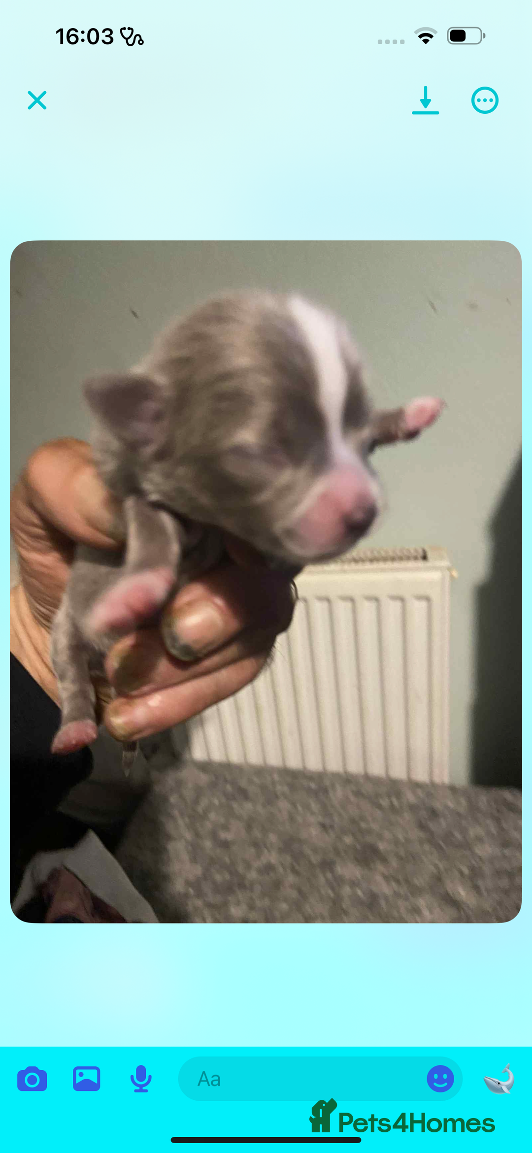 Chihuahua dogs for sale: Chihuahua puppies - Image 7