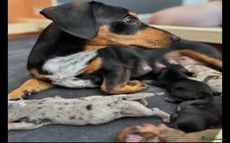 Miniature Dachshund dogs for sale: ADORABLE MINIATURE DACHSHUND PUPPIES - Image 4