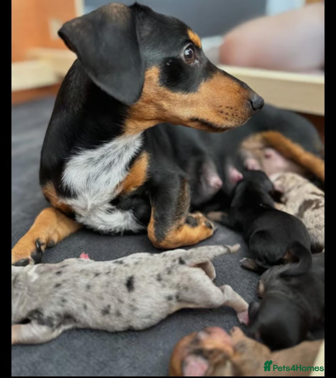 Miniature Dachshund dogs for sale: ADORABLE MINIATURE DACHSHUND PUPPIES - Image 4