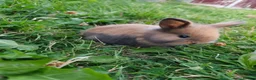 Mixed Breed rabbits for sale: Beautiful Lionhead Dwarf Baby Rabbits - Advert 6