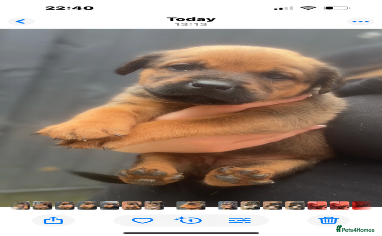 Mixed Breed dogs - Advert 3