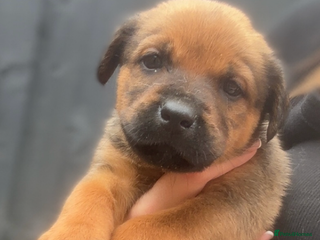 Mixed Breed dogs - Advert 3