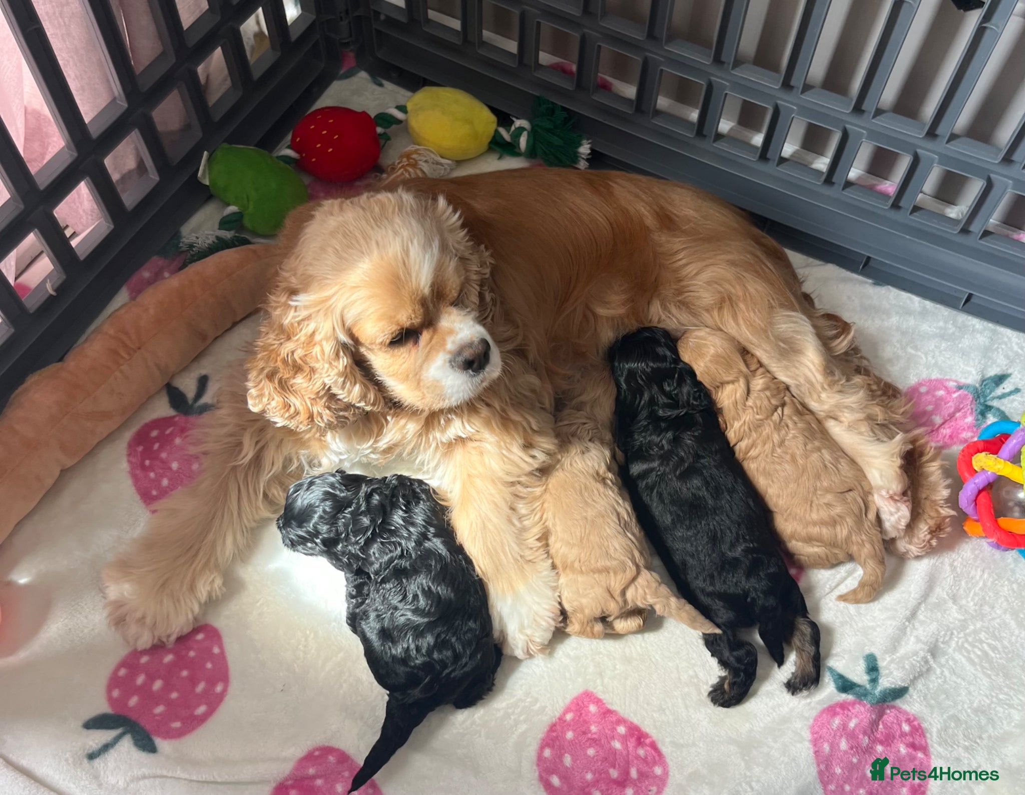 Cockapoo dogs American Cockapoo f1 puppy's  - Advert 2