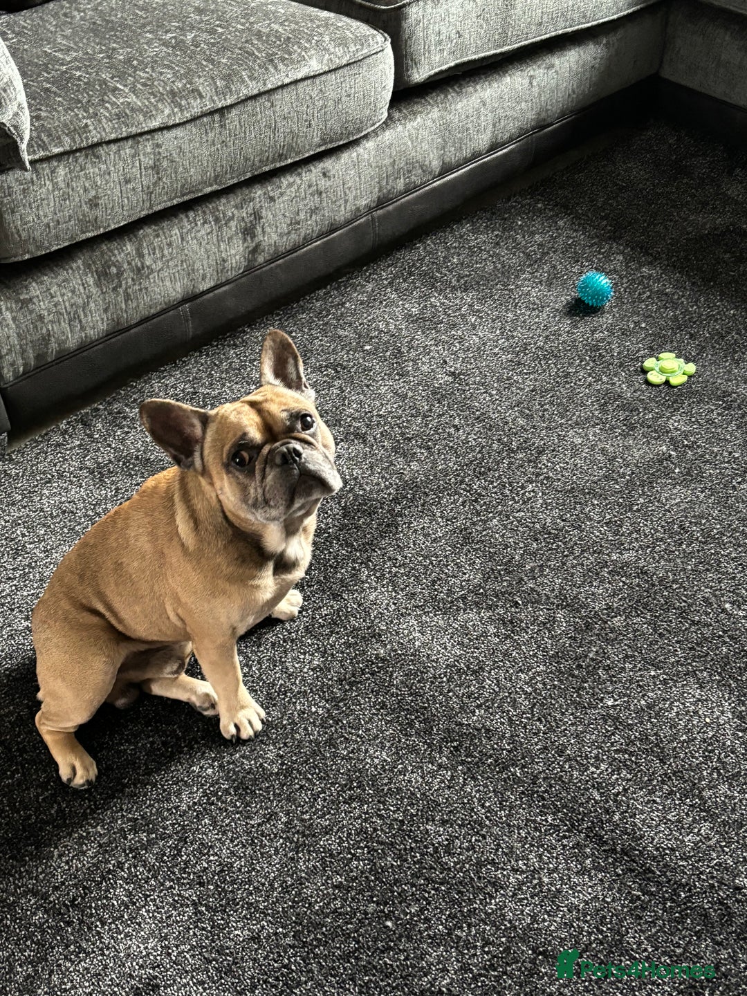 French Bulldog dogs for sale: French bull dog  - Advert 7