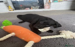 Labrador Retriever dogs for sale: Labrador female - Image 1