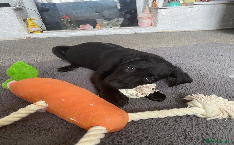 Labrador Retriever dogs - Advert 10