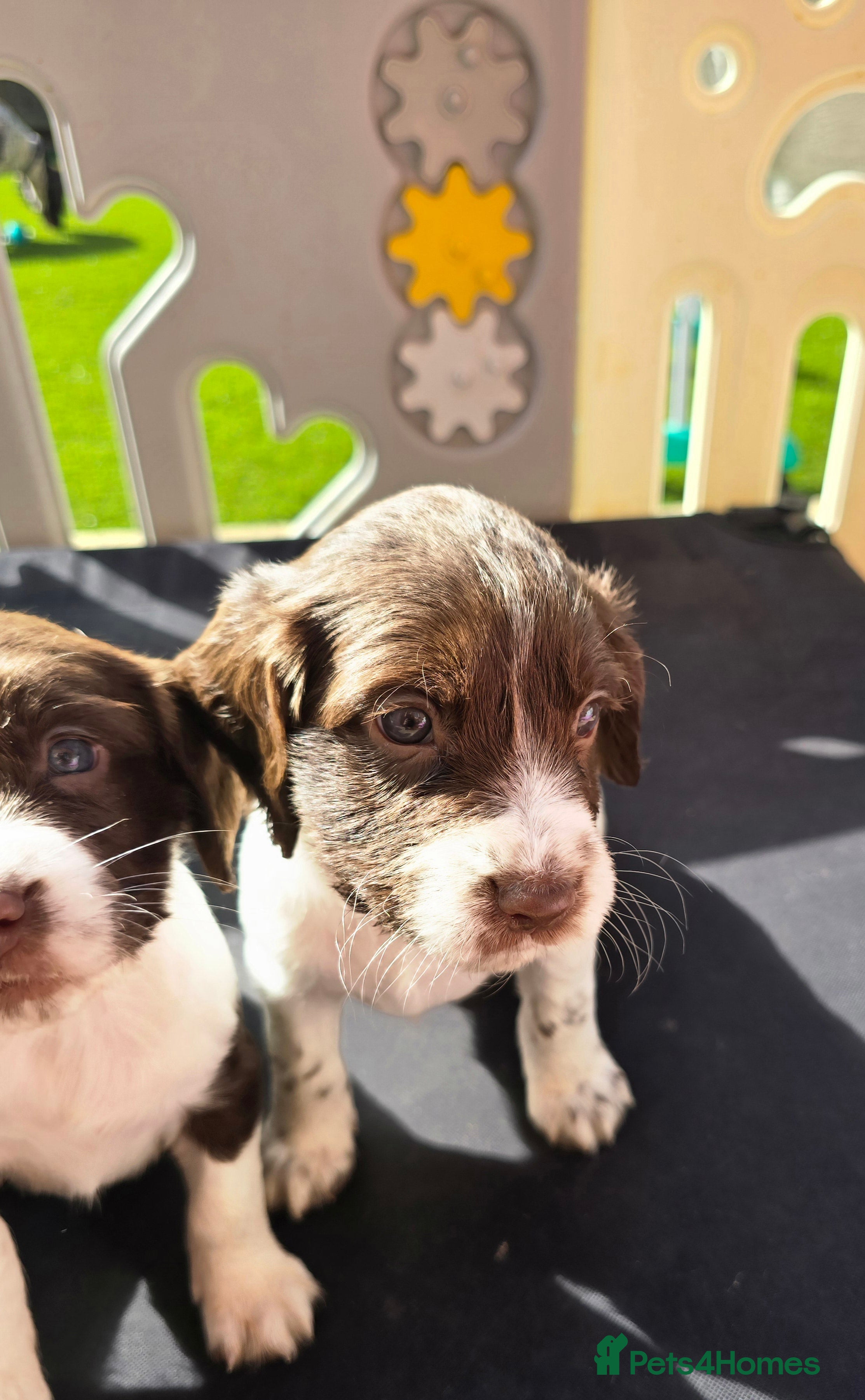 Sprocker dogs Beautiful sprocker puppies  - Advert 2