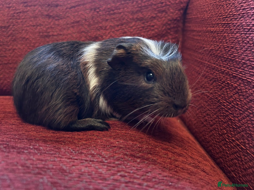 Guinea Pig rodents for sale: 2 boars for sale  - Advert 3