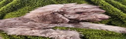 Cockapoo dogs for sale: Health tested Choc, sable & phantoms cockapoos  - Advert 26