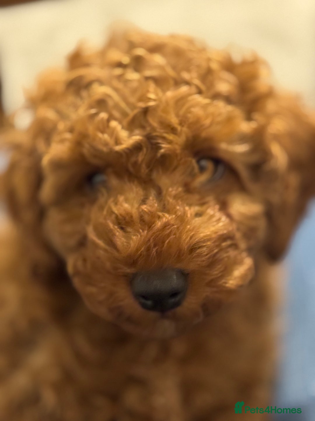 Miniature Poodle dogs for sale: Miniature poodle boy  - Image 5