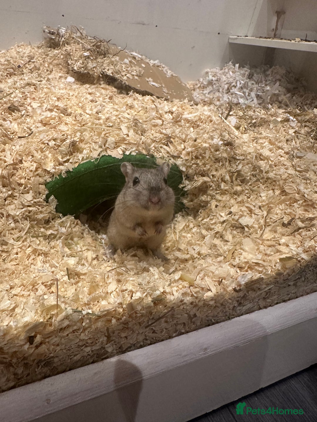 Gerbil rodents for sale: 2 male gerbils for sale - Image 5